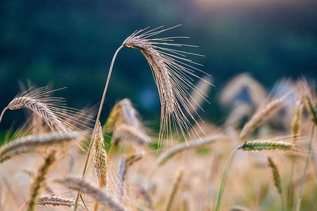 Pruebas de que los círculos de las cosechas no son hechos por humanos 1 Campo de Trigo, circulo de las cosechas